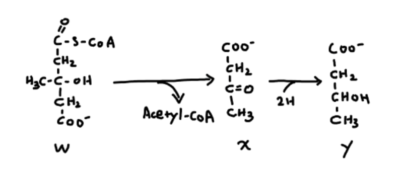 ### Fermentation Pathway: Biochemical Transformation

**Diagram Explanation:**

**Substrate W:**
This is the starting molecule in the fermentation pathway. The structure contains a long carbon chain with the following components:
- A terminal carboxyl group (COO^-).
- A hydroxyl group (OH) attached to the third carbon from the terminal carboxyl group.
- Attached sulfhydryl group (S) bonded to Coenzyme A (CoA) at the first carbon.
- A total of six carbon atoms in the main chain.

**Intermediate X:**
This is the intermediate product formed after the release of Acetyl-CoA (CH3C(=O)-S-CoA):
- The structure contains a terminal carboxyl group (COO^-).
- A ketone group (C=O) attached at the second carbon from the terminal carboxyl group.
- A methyl group (CH3) attached to the second carbon.
- A total of three carbon atoms in the main chain.

**Product Y:**
This is the final product formed after the reduction of Intermediate X:
- The structure contains a terminal carboxyl group (COO^-).
- A hydroxyl group (OH) attached to the third carbon from the terminal carboxyl group, where previously the ketone group was present.
- A methyl group (CH3) attached to the third carbon.
- A total of three carbon atoms in the main chain.

### Steps in the Pathway:

1. **Conversion of Substrate W to Intermediate X:**
   - The intermediate X is formed when Acetyl-CoA is released from Substrate W.
   - Acetyl-CoA is a common coenzyme involved in various biochemical reactions involving acyl group transfer.

2. **Reduction of Intermediate X to Product Y:**
   - Intermediate X undergoes a reduction reaction, resulting in the addition of 2 hydrogen atoms (2H) to form the final product Y.

### Biochemical Significance:

This pathway typically represents a segment in metabolic processes, including but not limited to fermentation, where complex organic molecules are broken down into simpler ones, releasing energy and forming essential biochemical intermediates.

---

This detailed explanation provides a clear understanding of the biochemical transformation occurring in the illustrated pathway, making it helpful for learners studying advanced biology or biochemistry.