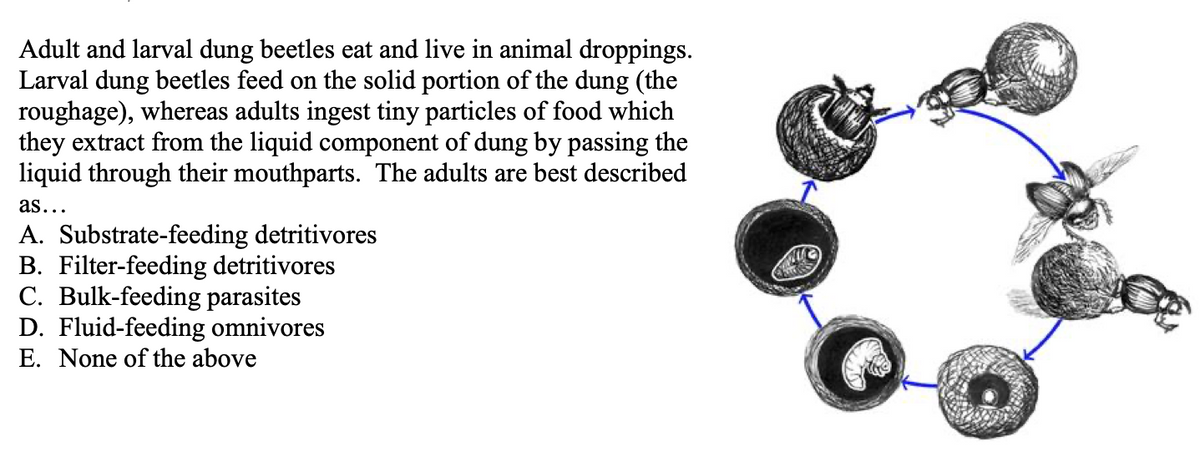 Adult and larval dung beetles eat and live in animal droppings.
Larval dung beetles feed on the solid portion of the dung (the
roughage), whereas adults ingest tiny particles of food which
they extract from the liquid component of dung by passing the
liquid through their mouthparts. The adults are best described
as...
A. Substrate-feeding detritivores
B. Filter-feeding detritivores
C. Bulk-feeding parasites
D. Fluid-feeding omnivores
E. None of the above