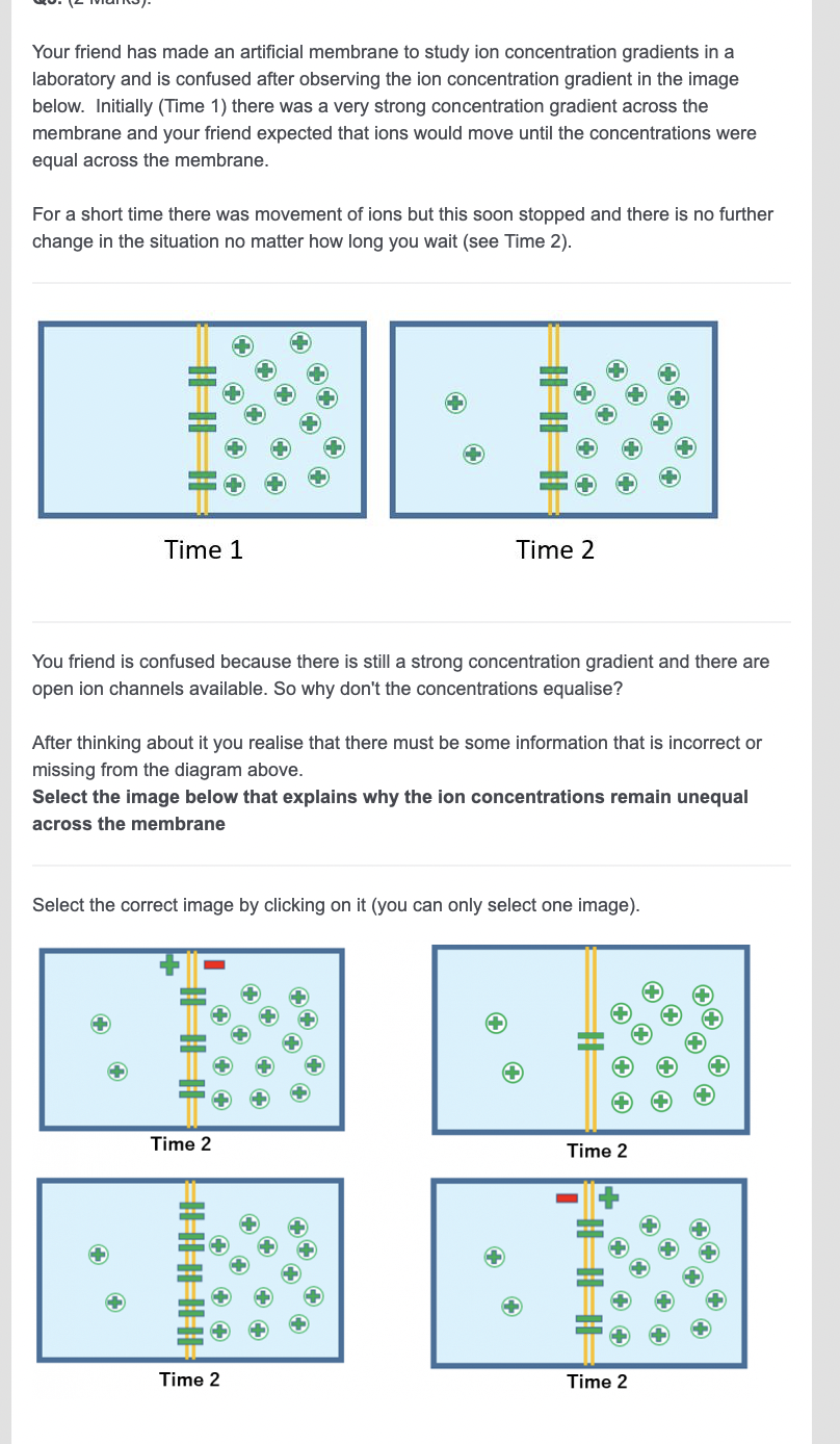 Your friend has made an artificial membrane to study ion concentration gradients in a
laboratory and is confused after observing the ion concentration gradient in the image
below. Initially (Time 1) there was a very strong concentration gradient across the
membrane and your friend expected that ions would move until the concentrations were
equal across the membrane.
For a short time there was movement of ions but this soon stopped and there is no further
change in the situation no matter how long you wait (see Time 2).
Time 1
You friend is confused because there is still a strong concentration gradient and there are
open ion channels available. So why don't the concentrations equalise?
After thinking about it you realise that there must be some information that is incorrect or
missing from the diagram above.
Select the image below that explains why the ion concentrations remain unequal
across the membrane
Time 2
Select the correct image by clicking on it (you can only select one image).
Time 2
||||||||||
Time 2
Time 2
Time 2