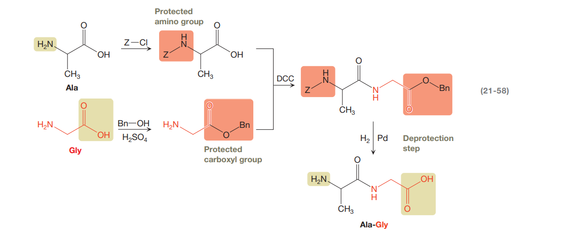 Protected
amino group
H2N.
Z-CI
OH
HO,
CH3
CH3
DCC
Ala
Bn
(21-58)
CH3
Bn-OH H,N,
OH H2SO4
H2N.
Bn
Deprotection
step
H2 Pd
Gly
Protected
carboxyl group
H2N.
OH
Ala-Gly
