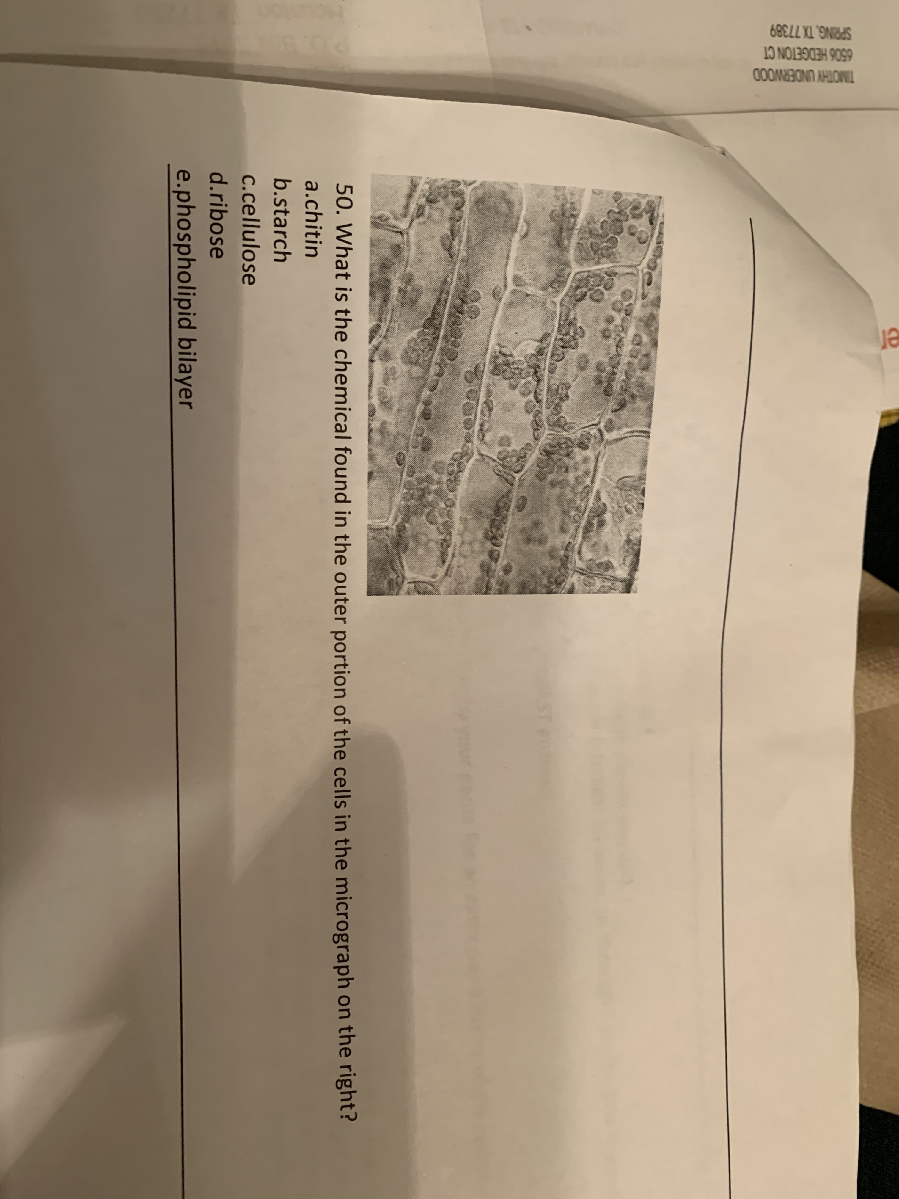 TIMOTHY UNDERWOOD
6506 HEDGETON CT
SPRING, TX 77389
ST en
50. What is the chemical found in the outer portion of the cells in the micrograph on the right?
a.chitin
b.starch
c.cellulose
d.ribose
e.phospholipid bilayer
