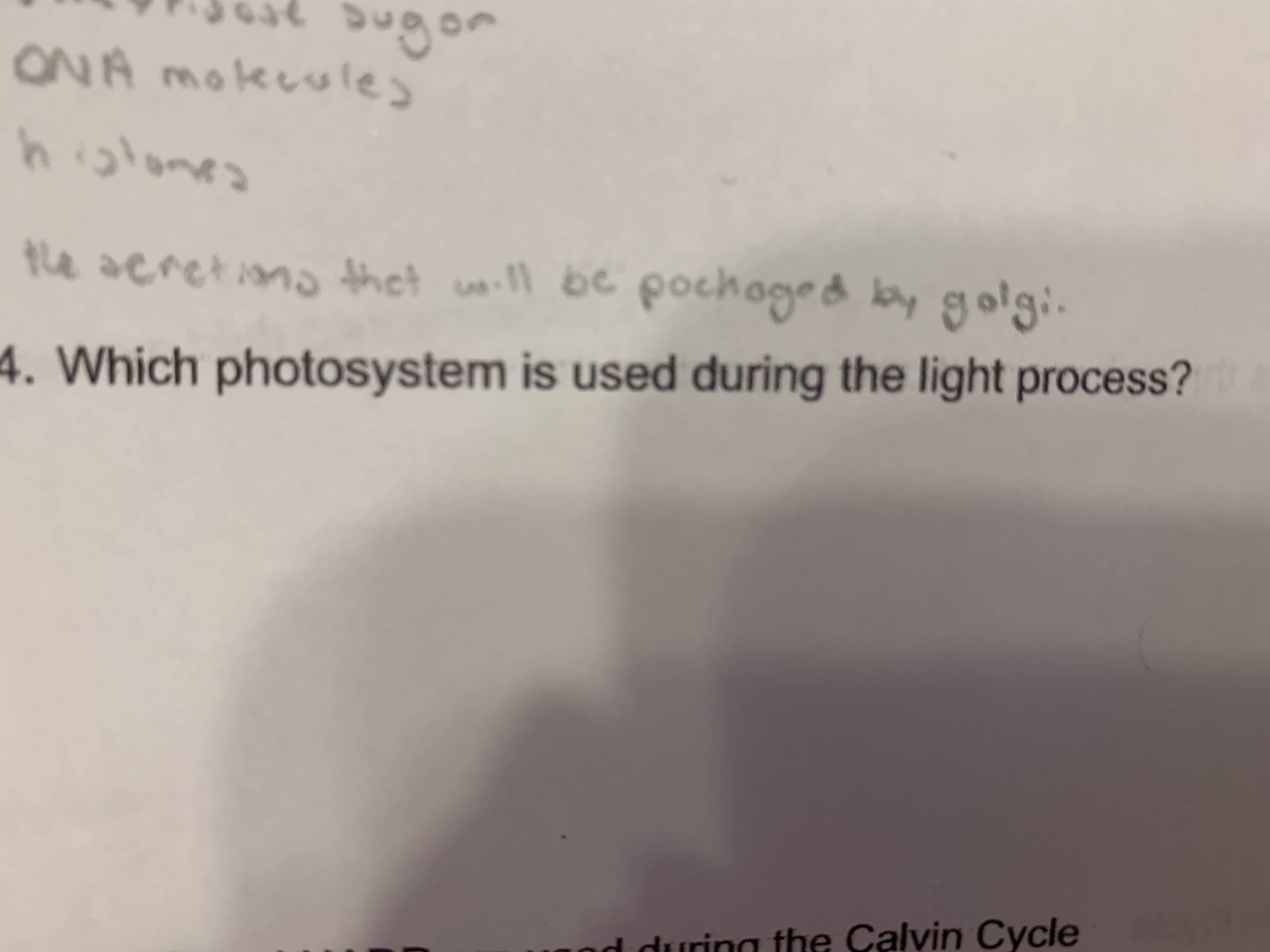 Which photosystem is used during the light process?
