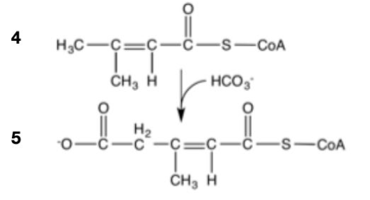 4 H₂C-C=C
| |
CH₂ H
5
0-
0=
C-S-COA
HCO3
-C=C-
CH₂ H
C-S-COA