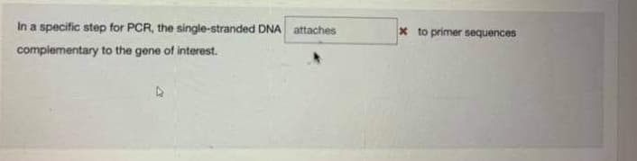 In a specific step for PCR, the single-stranded DNA attaches
x to primer sequences
complementary to the gene of interest.
