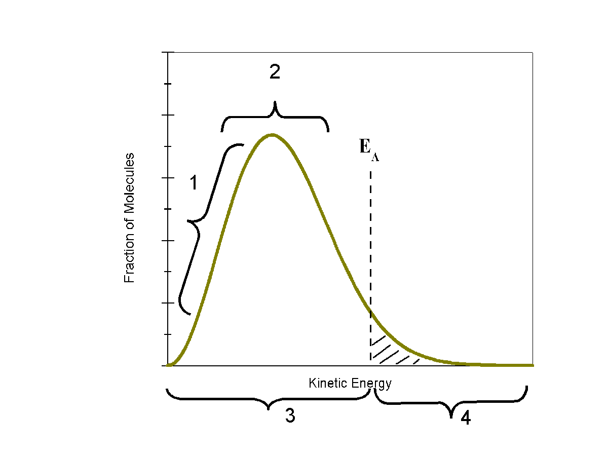 2
Kinetic Energy
4
Fraction of Molecules
3.
