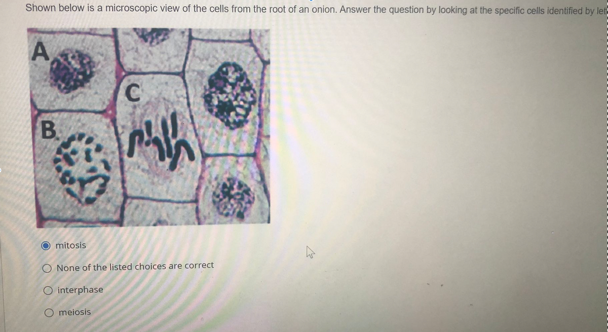 Shown below is a microscopic view of the cells from the root of an onion. Answer the question by looking at the specific cells identified by let
A,
B.
O mitosis
O None of the listed choices are correct
O interphase
O meiosis
