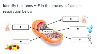 Identify the items A-F in the process of cellular
respiration below.
D
A
Corcanek
F
в
