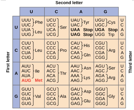 First letter
U
U
UCU
UUU} Phe
UUC Leu C
UCC
UCA
UCG
CUU
CCU
CCC
CUC
CUA
Leu
CCA
CUG J
CCGJ
AUU
ACU
AUC lle ACC
A
AUA
ACA
AUG Met
ACG
GUU
GCU
GUC
GCC
Val
GUA
GCA
GUG
GCG
Second letter
с
A
G
UAU]
туг
UAC}Tyr
Cys
UGC CYS
UAA Stop UGA Stop
UAG Stop UGG Trp G
CGU
CAC His
CGC
Arg
CGA
CAG} Gin
CGG
AAUA
AGU
Asn
Ser
AAC
AGC
AAA
Lys AGA
AAG J
Arg
AGG
GAU ASP
GGU
GAC_
GGC
Gly
GAGGlu GGG
G
Ser
Pro
Thr
Ala
MCAG
U
SCAG
DUAG DUAG
Third letter