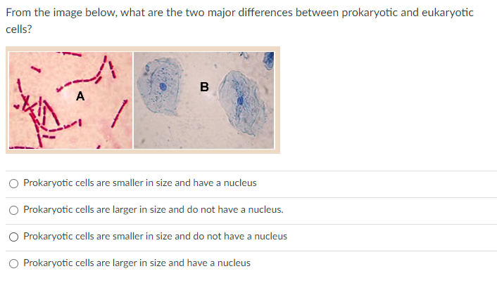 From the image below, what are the two major differences between prokaryotic and eukaryotic
cells?
A
Prokaryotic cells are smaller in size and have a nucleus
O Prokaryotic cells are larger in size and do not have a nucleus.
O Prokaryotic cells are smaller in size and do not have a nucleus
Prokaryotic cells are larger in size and have a nucleus
