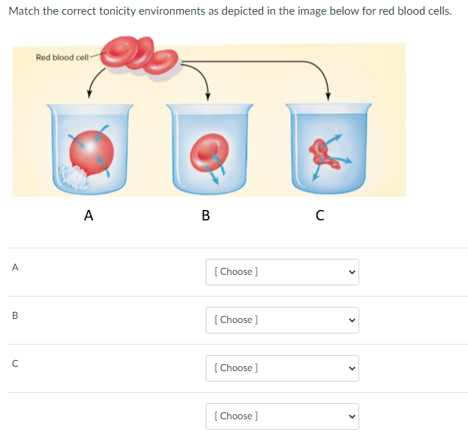 Match the correct tonicity environments as depicted in the image below for red blood cells.
Red blood cell-
A
B
A
[ Choose ]
[ Choose ]
[ Choose ]
[ Choose ]
>
>
>
>
