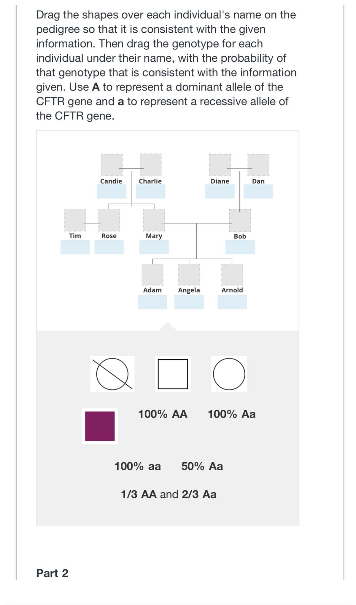 Drag the shapes over each individual's name on the
pedigree so that it is consistent with the given
information. Then drag the genotype for each
individual under their name, with the probability of
that genotype that is consistent with the information
given. Use A to represent a dominant allele of the
CFTR gene and a to represent a recessive allele of
the CFTR gene.
Part 2
Tim
Candie
Rose
Charlie
Mary
T
Adam
Angela
100% AA
Diane
Bob
Arnold
O
100% aa 50% Aa
1/3 AA and 2/3 Aa
100% Aa
Dan