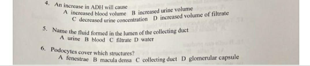 A increased blood volume B increased urine volume
5. Name the fluid formed in the lumen of the collecting duct
4. An increase in ADH will cause
C decreased urine concentration D increased volume of filtrate
A urine B blood C filtrate D water
6. Podocytes cover which structures?
A fénestrae B macula densa C collecting duct D glomerular capsule
