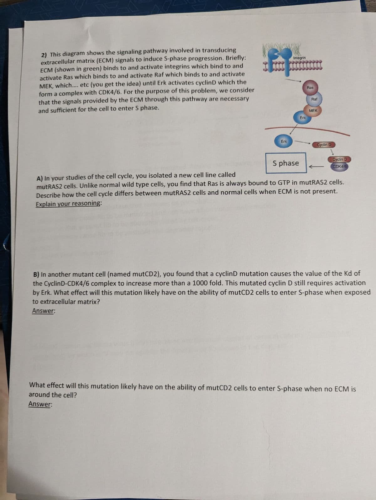 2) This diagram shows the signaling pathway involved in transducing
extracellular matrix (ECM) signals to induce S-phase progression. Briefly:
ECM (shown in green) binds to and activate integrins which bind to and
activate Ras which binds to and activate Raf which binds to and activate
MEK, which.... etc (you get the idea) until Erk activates cyclinD which the
form a complex with CDK4/6. For the purpose of this problem, we consider
that the signals provided by the ECM through this pathway are necessary
and sufficient for the cell to enter S phase.
Erk
Integrin
Erk
Ras
Raf
MEK
Cyclin D
Cyclin D
CDK4/6
S phase
A) In your studies of the cell cycle, you isolated a new cell line called
mutRAS2 cells. Unlike normal wild type cells, you find that Ras is always bound to GTP in mutRAS2 cells.
Describe how the cell cycle differs between mutRAS2 cells and normal cells when ECM is not present.
Explain your reasoning:
B) In another mutant cell (named mutCD2), you found that a cyclinD mutation causes the value of the Kd of
the CyclinD-CDK4/6 complex to increase more than a 1000 fold. This mutated cyclin D still requires activation
by Erk. What effect will this mutation likely have on the ability of mutCD2 cells to enter S-phase when exposed
to extracellular matrix?
Answer:
What effect will this mutation likely have on the ability of mutCD2 cells to enter S-phase when no ECM is
around the cell?
Answer: