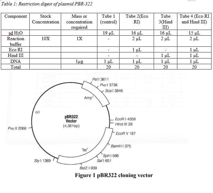 Table 1: Restriction digest of plasmid PBR-322
Mass or
Tube 1
Tube 2(Eco
RI)
Tube 4 (Eco RI
and Hind III)
Component
Stock
Tube
Concentration
concentration
(control)
3(Hind
III)
16 μL
2 µL
required
sd H20
19 µL
16 uL
2 µL
15 µL
2 µL
Reaction
10X
1X
buffer
Eco RI
1 uL
1 µL
1 uL
20
1 uL
1 µL
1 uL
20
Hind III
1 µL
20
1 uL
20
DNA
1ug
Total
Pst1 3611
Pvul 3736
Scal 3846
Amp
ori
PBR322
Vector
(4,361bp)
EcoR I 4359
Hind III 29
Pvu ll 2066
EcoR V 187
BamH I 375
Tet
Sph 1 566
Sal 1 651
BstZ 1 939
Sty I 1369
Figure 1 PBR322 cloning vector
