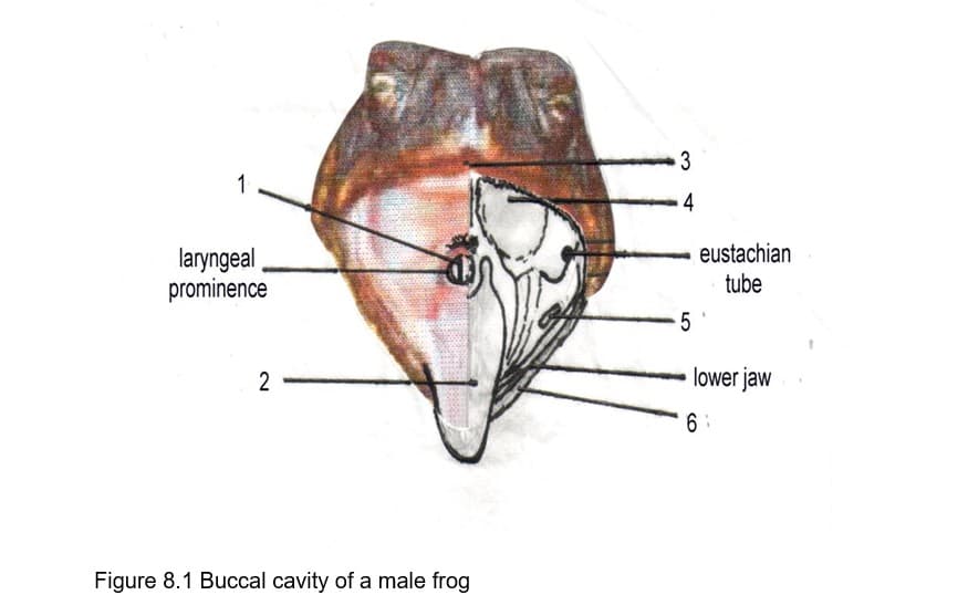 1
laryngeal
prominence
2
Figure 8.1 Buccal cavity of a male frog
3
4
eustachian
tube
lower jaw
6
-5