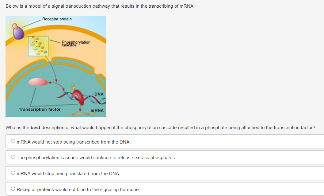 Below is a model of a signal transduction pathway that results in the transcribing of mRNA:
Receptor protein
Transcription factor
Phosphorylation
cascade
DNA
mRNA
What is the best description of what would happen if the phosphorylation cascade resulted in a phosphate being attached to the transcription factor?
O mRN would not stop being transcribed from the DNA.
O The phosphorylation cascade would continue to release excess phosphates.
O mRNA would stop being translated from the DNA.
O Receptor proteins would not bind to the signaling hormone.