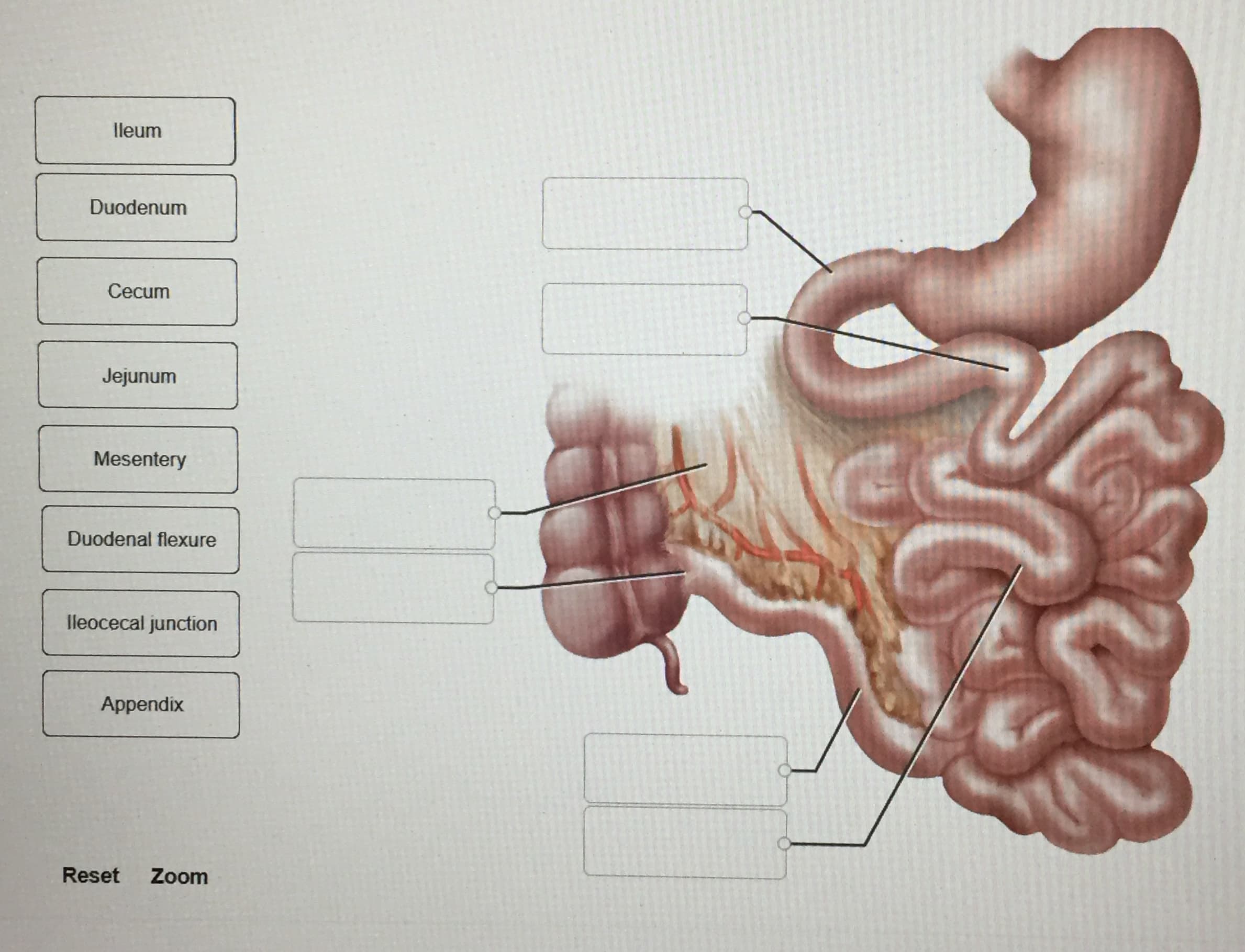 lleum
Duodenum
Cecum
Jejunum
Mesentery
Duodenal flexure
lleocecal junction
Appendix
Reset
Zoom
