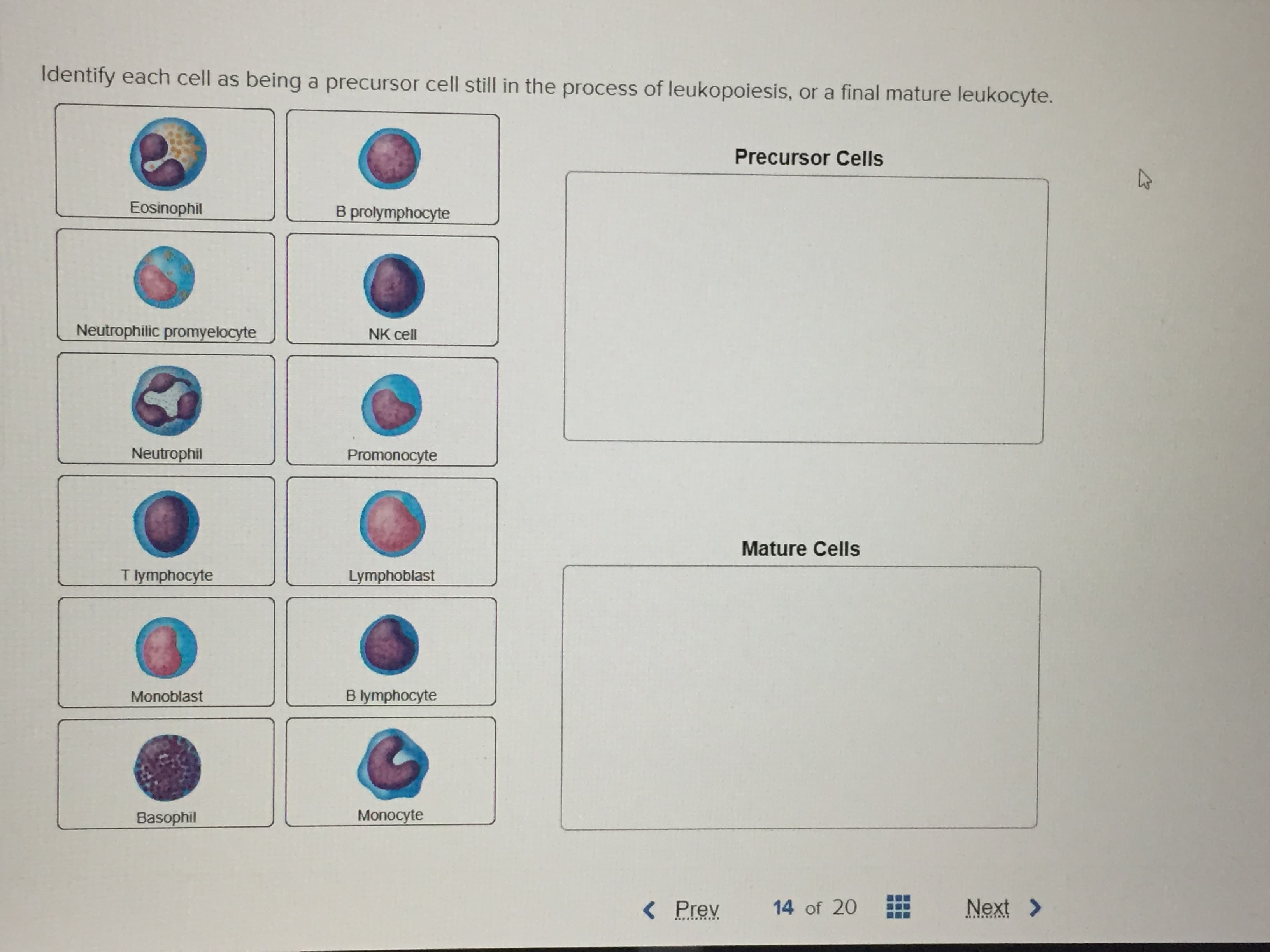 Identify each cell as being a precursor cell still in the process of leukopoiesis, or a final mature leukocyte.
Precursor Cells
Eosinophil
B prolymphocyte
Neutrophilic promyelocyte
NK cell
Neutrophil
Promonocyte
Mature Cells
T lymphocyte
Lymphoblast
B lymphocyte
Monoblast
Monocyte
Basophil
Next
14 of 20
( Prev
