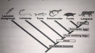 Lancelet
(outgroup)
Lamprey
Tuna Salamander Turtle
Leopard
Amniotie eg9
Four walking legs
Jawe
Verdebral column
