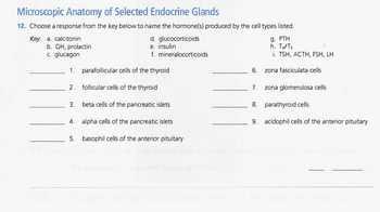 Microscopic Anatomy of Selected Endocrine Glands
12. Choose a response from the key below to name the hormonets) produced by the cell types listed.
Key: a calcitonin
d. glucocorticoids
9. PTH
h. TUT,
f. mineralocorticoids
LTSH, ACTH, FSH, LH
b. GH, prolactin
c. glucagon
1. parafollicular cells of the thyroid
2. follicular cells of the thyroid
3.
beta cells of the pancreatic islets
4. alpha cells of the pancreatic islets
5. basophil cells of the anterior pituitary
6.
7.
zona fasciculata cels
zona glomerulosa cells
8 parathyroid cells
9. acidophil cells of the anterior pituitary