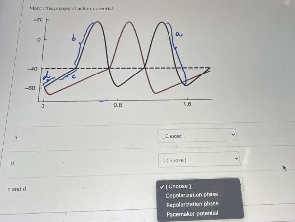 Match the phases of action potential
+20
-40
-60
0.8
1.6
[ Choose ]
b.
[ Choose]
c and d
V [Choose )
Depolarization phase
Repolarization phase
Pacemaker potential
