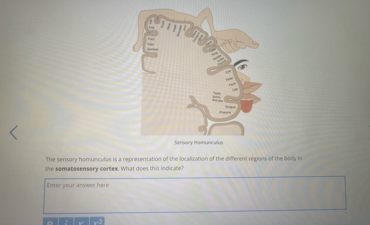 Foot
Toes
Genitals
Eye
Nose
Face
Lips
Teeth
gums,
and jaw
Tongue
Pharynx
Sensory Homunculus
The sensory homunculus is a representation of the localization of the different regions of the body in
the somatosensory cortex. What does this indicate?
Enter your answer here
r2
