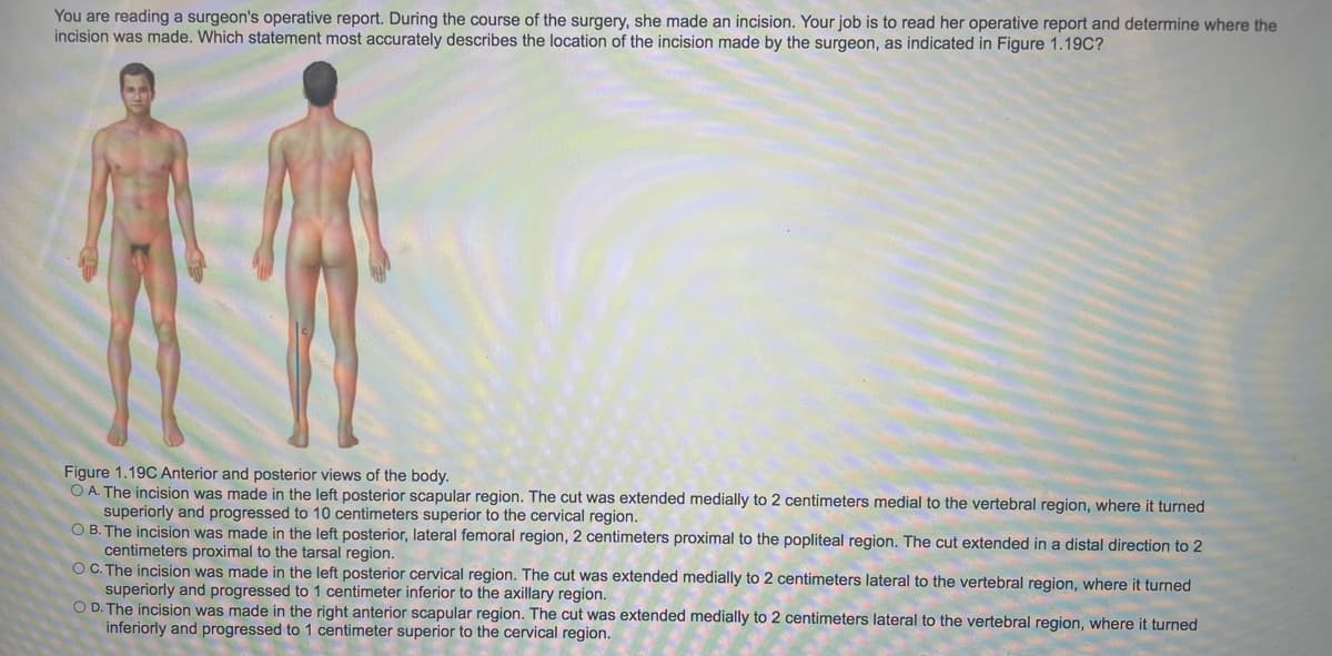 You are reading a surgeon's operative report. During the course of the surgery, she made an incision. Your job is to read her operative report and determine where the
incision was made. Which statement most accurately describes the location of the incision made by the surgeon, as indicated in Figure 1.19C?
Figure 1.19C Anterior and posterior views of the body.
O A. The incision was made in the left posterior scapular region. The cut was extended medially to 2 centimeters medial to the vertebral region, where it turned
superiorly and progressed to 10 centimeters superior to the cervical region.
O B. The incision was made in the left posterior, lateral femoral region, 2 centimeters proximal to the popliteal region. The cut extended in a distal direction to 2
centimeters proximal to the tarsal region.
OC. The incision was made in the left posterior cervical region. The cut was extended medially to 2 centimeters lateral to the vertebral region, where it turned
superiorly and progressed to 1 centimeter inferior to the axillary region.
O D. The incision was made in the right anterior scapular region. The cut was extended medially to 2 centimeters lateral to the vertebral region, where it turned
inferiorly and progressed to 1 centimeter superior to the cervical region.
