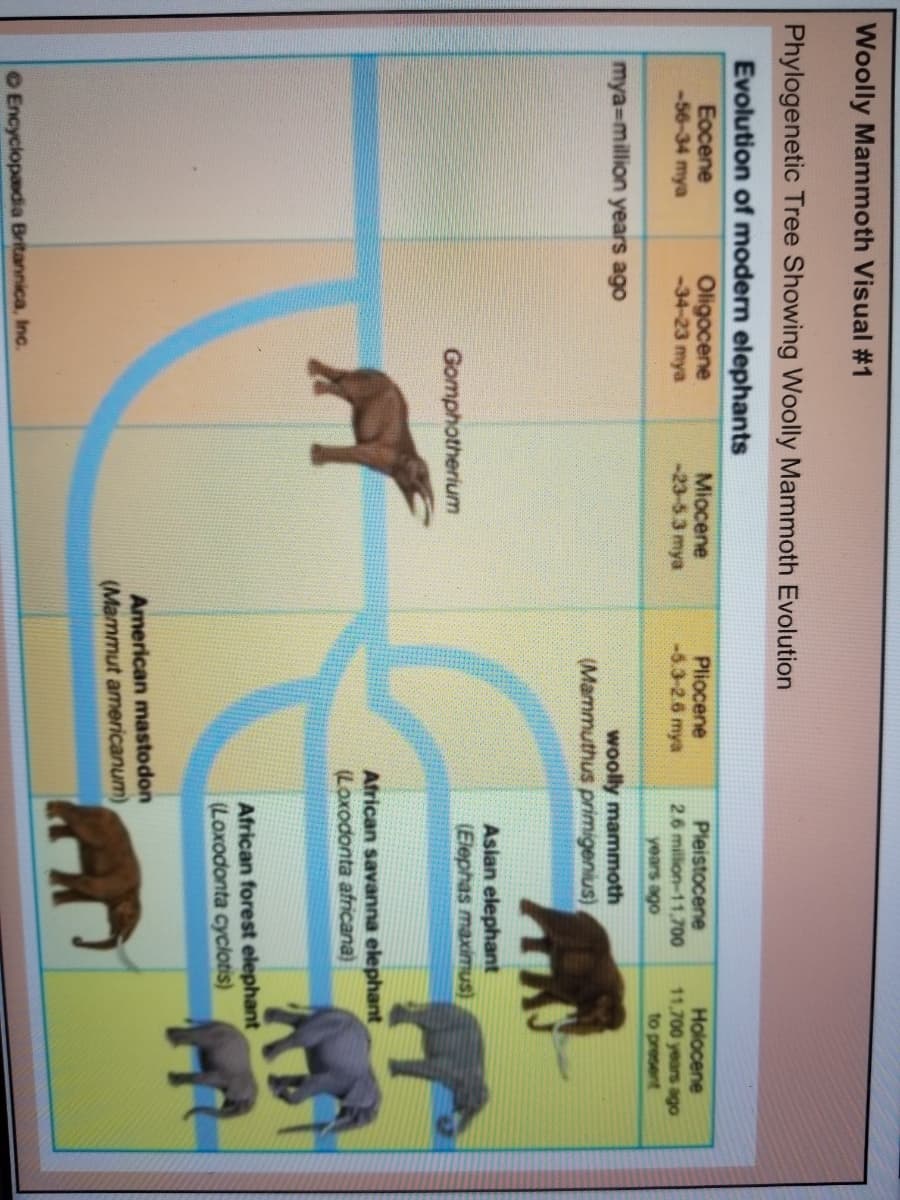 Woolly Mammoth Visual #1
Phylogenetic Tree Showing Woolly Mammoth Evolution
Evolution of modern elephants
Eocene
-56-34 mya
Oligocene
-34-23 mya
Miocene
-23-5.3 mya
Pliocene
-6.3-2.6 mya
Pleistocene
2.6 million-11,700
Holocene
11,700 years ago
to present
years ago
mya-million years ago
woolly mammoth
(Mammuthus primigenius),
Asian elephant
(Elephas maximus)
Gomphotherium
African savanna elephant
(Loxodonta africana)
African forest elephant
(Loxodonta cyclotis)
American mastodon
(Mammut americanum)
O Encyclopaadia Britannica, Inc.
