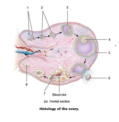 3
4
5
6
7
Blood clot
(a) Frontal section
Histology of the ovary.
2.
