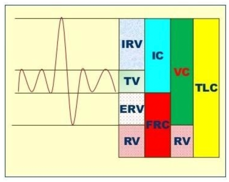 IRV
IC
VC
TV
TLC
ERV
FRC
RV
RV
