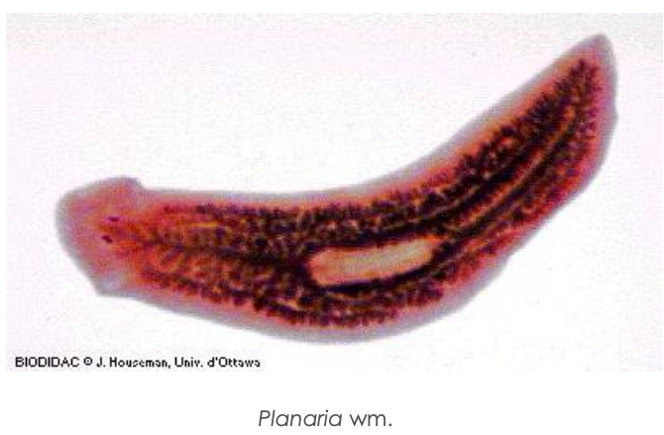 BIODIDAC O J. Houseman, Univ. d'Ottowa
Planaria wm.
