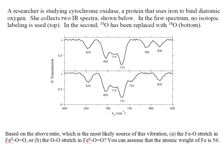 A researcher is studying cytochrome oxidase, a protein that uses iron to bind diatomic
oxygen. She collects two IR spectra, shown below. In the first spectrum, no isotopic
labeling is used (top). In the second, 10 has been replaced with 180 (bottom).
820
655
790
0.5-
714
695
733
820
655
755
0.5-
714
695
733
0+
600
650
700
750
800
850
Vo (cm")
Based on the above ratio, which is the most likely source of this vibration, (a) the Fe-O stretch in
Fel-O=0, or (b) the O-O stretch in Fel"-O=O? You can assume that the atomic weight of Fe is 56.
ww n
wwm
% Transmission
