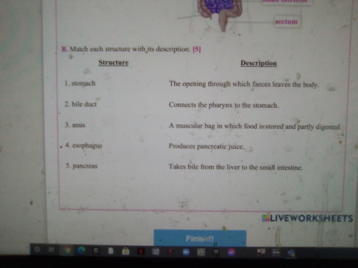 sectum
B. Match each structure with its description. [5]
Structure
Description
1. stomach
The opening through which faeces leaves the body.
2. bile duct
Connects the pharynx to the stomach.
3. anus
A muscular bag in which food is stored and partly digested.
4. esophagus
Produces pancreatic juice
5. pancreas
Takes bile from the liver to the small intestine.
BOLIVEWORKSHEETS
Finisis!!
