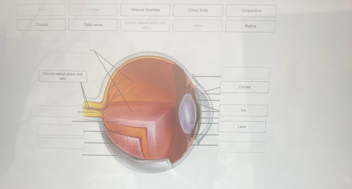 **Anatomy of the Human Eye**

This diagram provides a detailed cross-sectional view of the human eye, illustrating various key components essential for vision. Below is an explanation of each labeled part:

1. **Iris**: The colored part of the eye surrounding the pupil, which controls the size of the pupil and thus the amount of light that enters the eye.

2. **Cornea**: The transparent, dome-shaped surface that covers the front of the eye. It helps to focus incoming light.

3. **Vitreous Chamber**: The large area behind the lens, filled with a clear gel called the vitreous humor. This space helps maintain the eye's shape.

4. **Ciliary Body**: Located behind the iris, the ciliary body produces aqueous humor (the fluid in the eye) and contains the ciliary muscle, which changes the shape of the lens for focusing.

5. **Conjunctiva**: A thin, transparent tissue covering the white part of the eye (sclera) and the inner eyelids. It helps lubricate the eye by producing mucus and tears.

6. **Choroid**: A layer filled with blood vessels that nourish the back of the eye. It lies between the retina and the sclera.

7. **Optic Nerve**: The nerve that transmits visual information from the retina to the brain.

8. **Central Retinal Artery and Vein**: Blood vessels that supply and drain blood from the retina.

9. **Lens**: A transparent, flexible structure behind the iris that focuses light onto the retina.

10. **Retina**: The light-sensitive layer of tissue at the back of the eye that captures light images and sends them to the brain via the optic nerve.

Understanding the anatomy of the eye is crucial for comprehending how vision works and recognizing various vision-related issues and their specific locations within the eye structure.