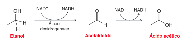 NAD+
NADH
NAD+
NADH
OH
to
Álcool
desidrogenase
H
Etanol
Acetaldeído
Ácldo acético
