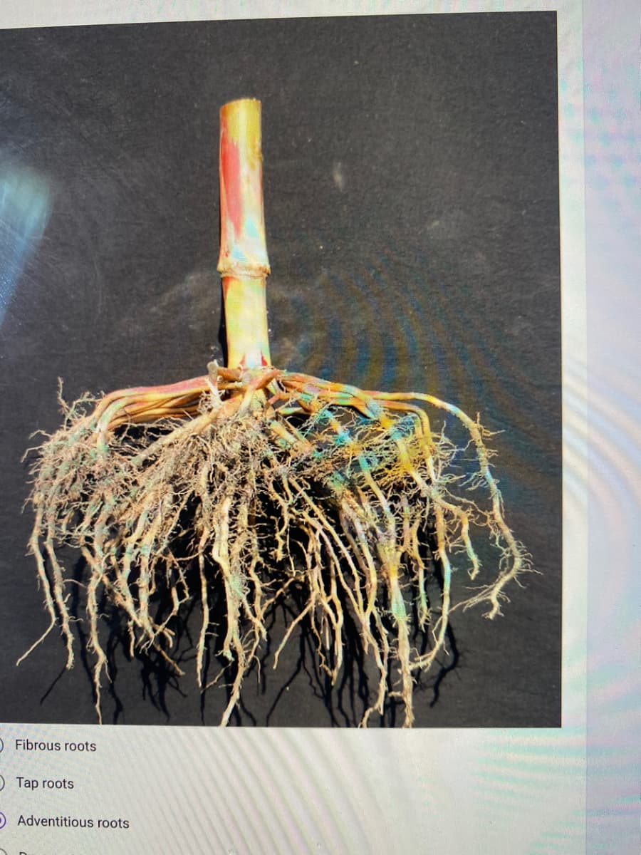 O Fibrous roots
Tap roots
O Adventitious roots