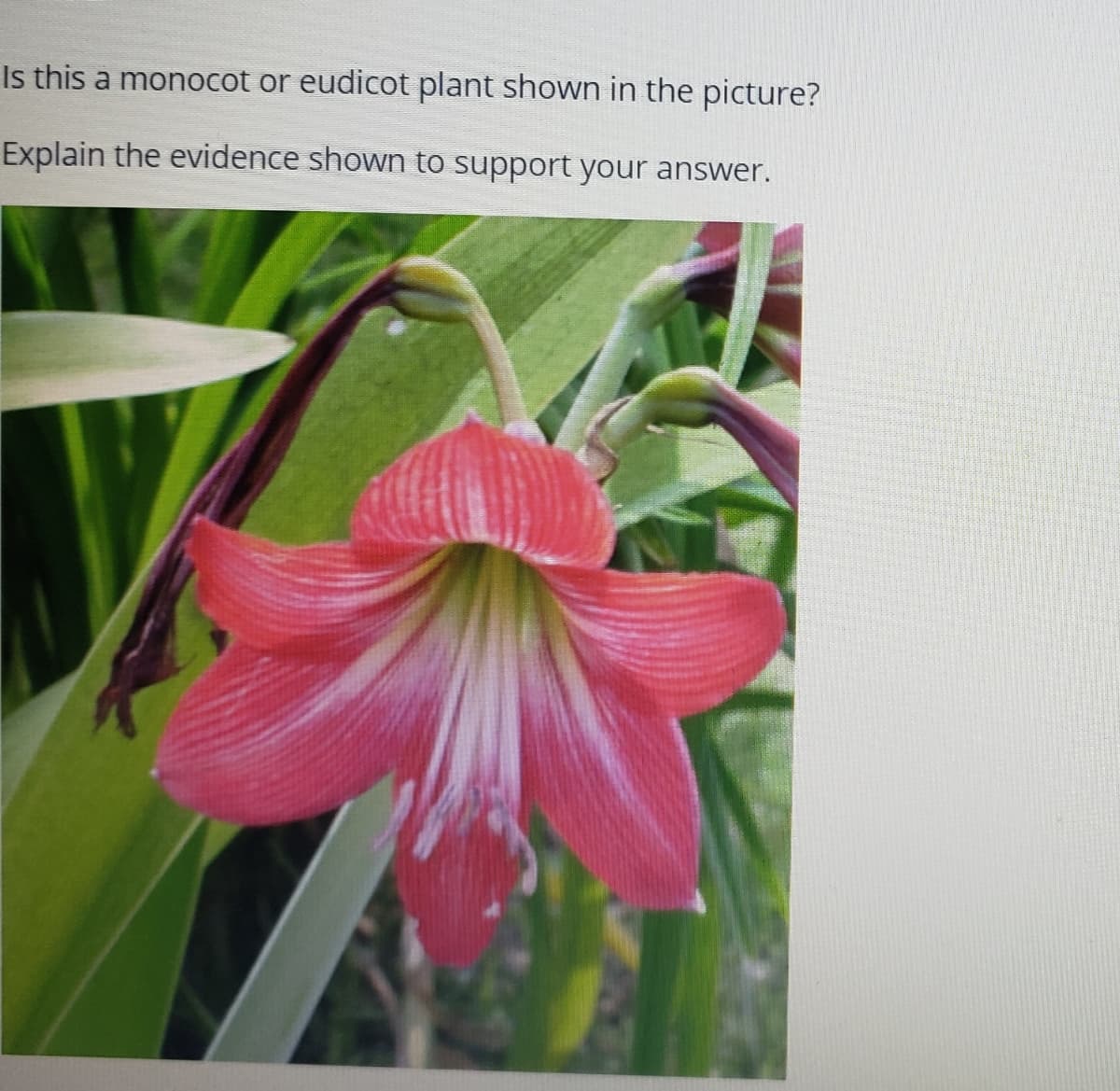 Is this a monocot or eudicot plant shown in the picture?
Explain the evidence shown to support your answer.
