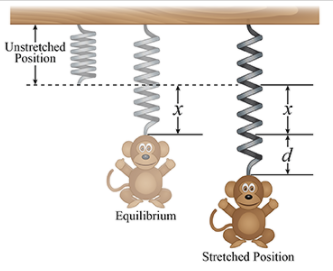 Unstretched
Position
Equilibrium
Stretched Position
