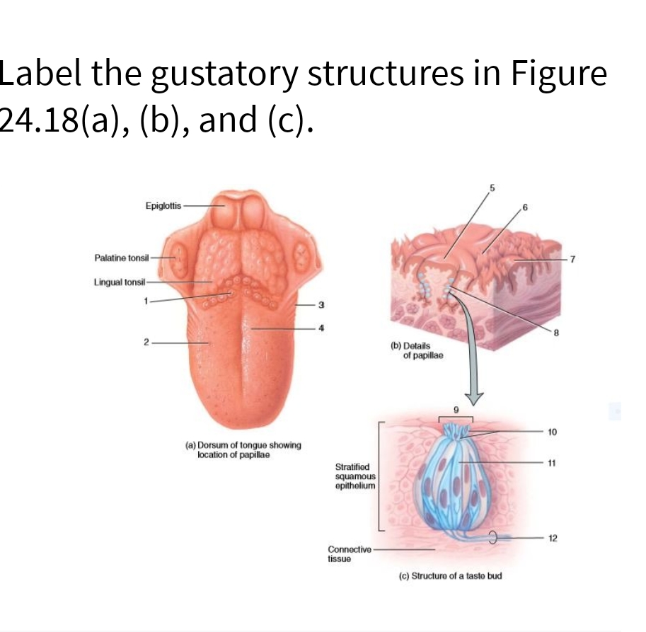 Label the gustatory structures in Figure
24.18(a), (b), and (c).
Epiglottis-
Palatine tonsil-
Lingual tonsil-
(b) Details
of papillae
10
(a) Dorsum of tongue showing
location of papillae
Stratified
squamous
epithelium
12
Connoctive -
tissue
(c) Structure of a taste bud
