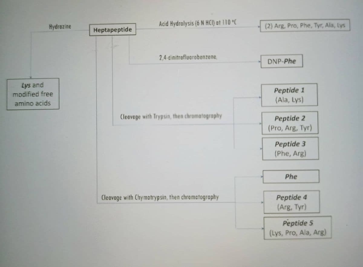 Hydrazine
Lys and
modified free
amino acids
Heptapeptide
Acid Hydrolysis (6 N HCI) at 110 °C
2,4-dinitrofluorobenzene,
Cleavage with Trypsin, then chromatography
Cleavage with Chymotrypsin, then chromatography
(2) Arg, Pro, Phe, Tyr, Ala, Lys
DNP-Phe
Peptide 1
(Ala, Lys)
Peptide 2
(Pro, Arg, Tyr)
Peptide 3
(Phe, Arg)
Phe
Peptide 4
(Arg, Tyr)
Peptide 5
(Lys, Pro, Ala, Arg)