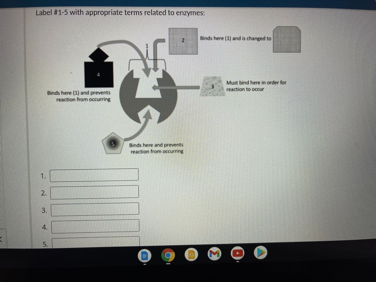 Label #1-5 with appropriate terms related to enzymes:
Binds here (1) and is changed to
Must bind here in order for
reaction to occur
3.
Binds here (1) and prevents
reaction from occurring
Binds here and prevents
reaction from occurring
1.
2.
3.
4.
5.

