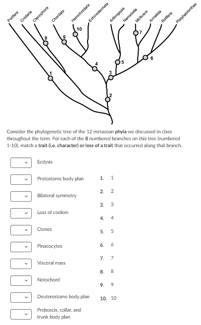 Porifera
Cnidaria
Clenophora
Chordata
Joo
Ecdysis
Protostome body plan
Loss of coelom
Bilateral symmetry
Ctenes
Hemichordata
Pinacocytes
10
Visceral mass
Notochord
Consider the phylogenetic tree of the 12 metazoan phyla we discussed in class
throughout the term. For each of the 8 numbered branches on this tree (numbered
1-10), match a trait (i.e. character) or loss of a trait that occurred along that branch.
Echinodermata
Deuterostome body plan
Proboscis, collar, and
trunk body plan
1. 1
2.
2
3. 3
4. 4
5.
5
6. 6
7. 7
8. 8
9. 9
Arthropoda
10, 10
Nemoda
Mollusca
Annelida
Roer
Platyhelminthes