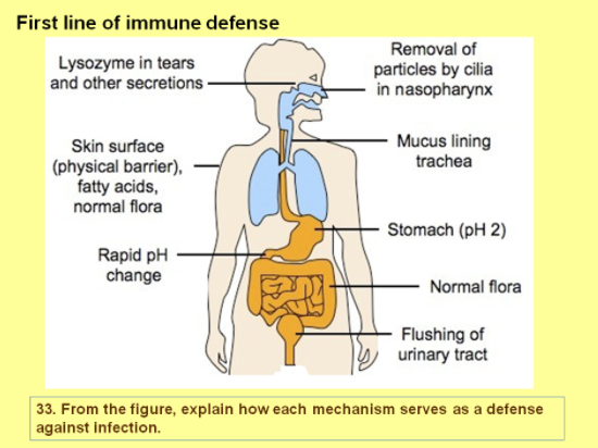 First line of immune defense
Removal of
Lysozyme in tears
and other secretions·
particles by cilia
in nasopharynx
Mucus lining
trachea
Skin surface
(physical barrier),
fatty acids,
normal flora
Stomach (pH 2)
Rapid pH
change
Normal flora
Flushing of
urinary tract
33. From the figure, explain how each mechanism serves as a defense
against infection.
