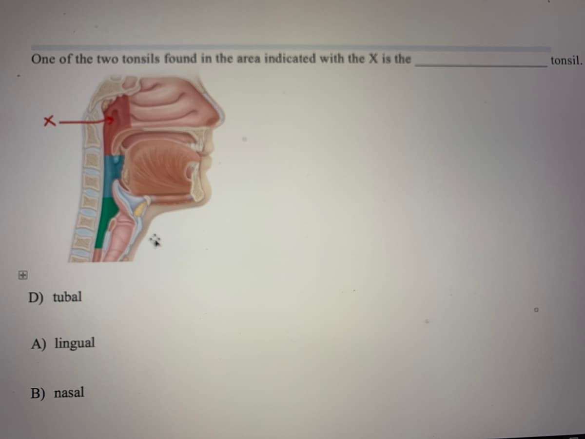 One of the two tonsils found in the area indicated with the X is the
tonsil.
X.
D) tubal
A) lingual
B) nasal
