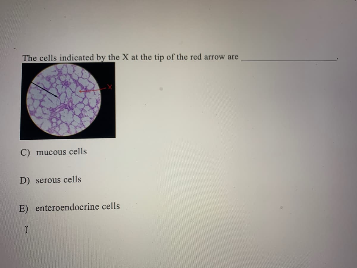 The cells indicated by the X at the tip of the red arrow are
C) mucous cells
D) serous cells
E) enteroendocrine cells
