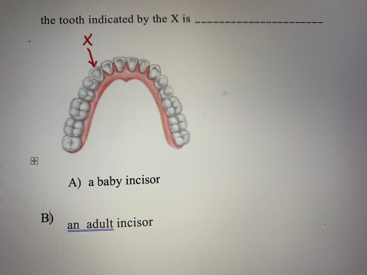 the tooth indicated by the X is
A) a baby incisor
B)
an adult incisor
田
