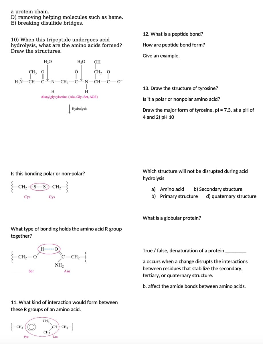 a protein chain.
D) removing helping molecules such as heme.
E) breaking disulfide bridges.
10) When this tripeptide undergoes acid
hydrolysis, what are the amino acids formed?
Draw the structures.
CH3 O
Cys
H₂O
H₂N-CH-CN-CH₂-C-N-CH-C-0
-CH,−0
Ser
Is this bonding polar or non-polar?
CH₂S—S-CH₂-
CH₂O
Phe
Cys
H
Alanylglycylserine (Ala-Gly-Ser, AGS)
What type of bonding holds the amino acid R group
together?
HO
CH3
CH₂
H₂O OH
NH₂
O
Asn
11. What kind of interaction would form between
these R groups of an amino acid.
Leu
Hydrolysis
C-CH₂-
CH-CH₂-
CH₂ O
CH₂-
12. What is a peptide bond?
How are peptide bond form?
Give an example.
13. Draw the structure of tyrosine?
Is it a polar or nonpolar amino acid?
Draw the major form of tyrosine, pl = 7.3, at a pH of
4 and 2) pH 10
Which structure will not be disrupted during acid
hydrolysis
a) Amino acid
b) Primary structure
b) Secondary structure
What is a globular protein?
True /
d) quaternary structure
aturation of a protein
a.occurs when a change disrupts the interactions
between residues that stabilize the secondary,
tertiary, or quaternary structure.
b. affect the amide bonds between amino acids.