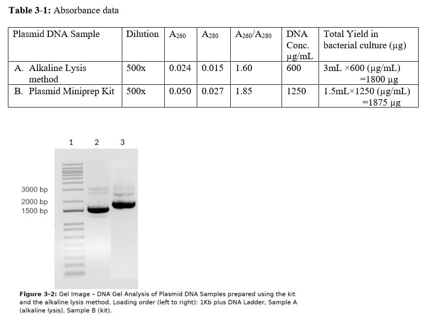 Table 3-1: Absorbance data
Plasmid DNA Sample
Dilution A260
A280
A260/A280
DNA
Total Yield in
Conc.
bacterial culture (µg)
ug/mL
A. Alkaline Lysis
0.024 0.015 1.60
3mL x600 (ug/mL)
=1800 µg
1.5mL×1250 (µg/mL)
=1875 µg
500x
600
method
B. Plasmid Miniprep Kit 500x
0.050 0.027
1.85
1250
1 2
3
3000 bp
2000 bp
1500 bp
Figure 3-2: Gel Image - DNA Gel Analysis of Plasmid DNA Samples prepared using the kit
and the alkaline lysis method. Loading order (left to right): 1Kb plus DNA Ladder, Sample A
(alkaline lysis), Sample B (kit).
