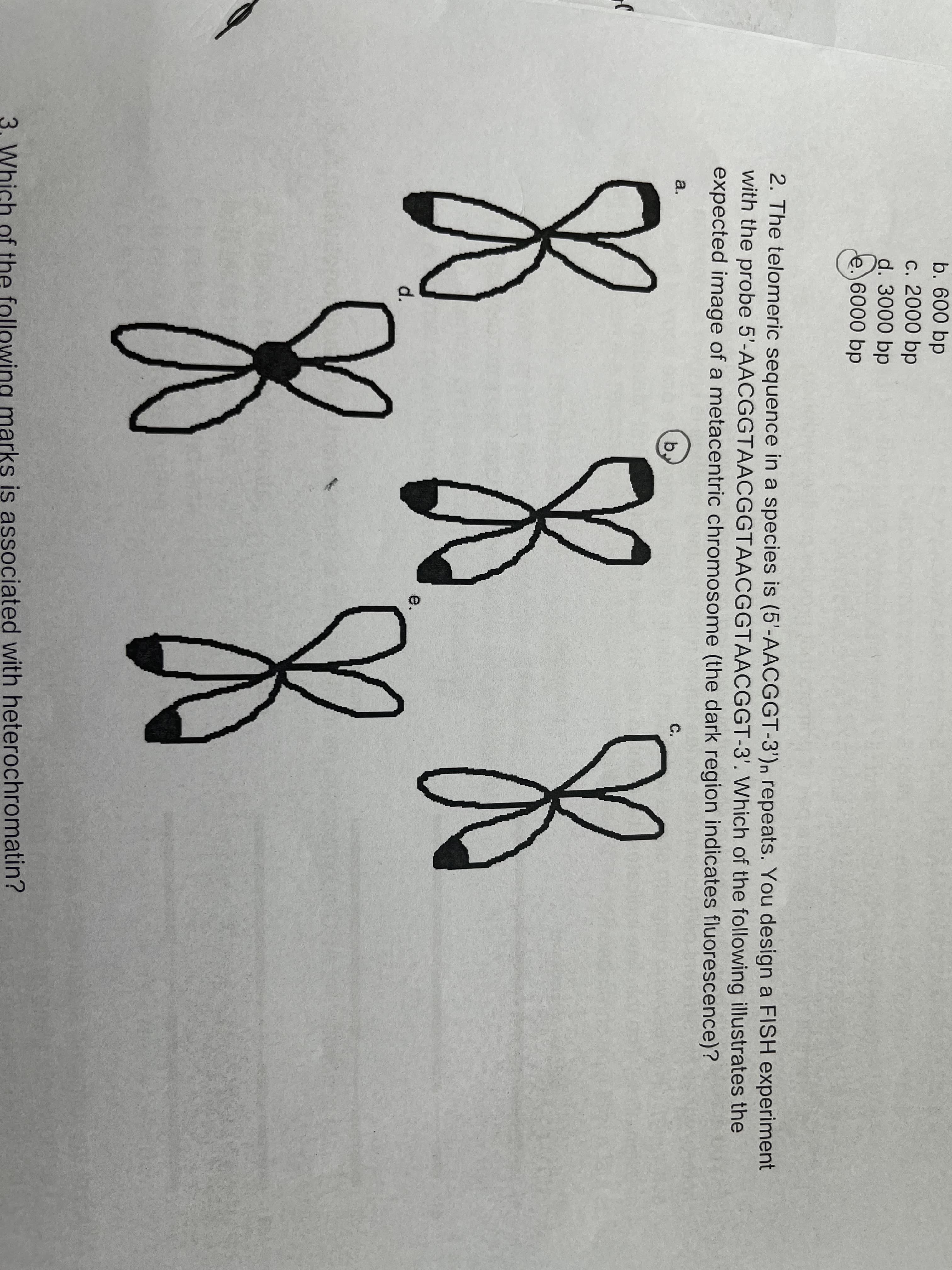 b. 600 bp
С. 2000 bp
d. 3000 bp
e.)6000 bp
2. The telomeric sequence in a species is (5'-AACGGT-3')n repeats. You design a FISH experiment
with the probe 5'-AACGGTAACGGTAACGGTAACGGT-3'. Which of the following illustrates the
expected image of a metacentric chromosome (the dark region indicates fluorescence)?
a.
b.
С.
X X X
е.
d.
3. Which of the following marks is associated with heterochromatin?
