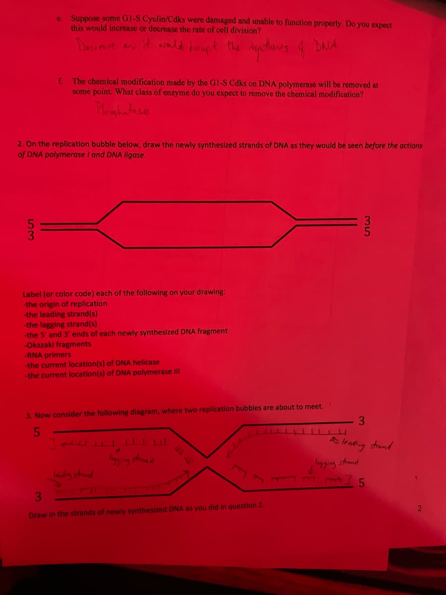 e. Suppose some G1-S Cyclin/Cdks were damaged and unable to function properly. Do you expect
this would increase or decrease the rate of cell division?
mytheres of DNA
Decrease as
it would disrupt the
f. The chemical modification made by the G1-S Cdks on DNA polymerase will be removed at
some point. What class of enzyme do you expect to remove the chemical modification?
Phosphatase
2. On the replication bubble below, draw the newly synthesized strands of DNA as they would be seen before the actions
of DNA polymerase I and DNA ligase.
Label (or color code) each of the following on your drawing:
-the origin of replication
-the leading strand(s)
-the lagging strand(s)
-the 5' and 3' ends of each newly synthesized DNA fragment
-Okazaki fragments
-RNA primers
-the current location(s) of DNA helicase
-the current location(s) of DNA polymerase III
3. Now consider the following diagram, where two replication bubbles are about to meet.
5
...... الله [
leading strand
11
logging strand
3
Draw in the strands of newly synthesized DNA as you did in question 2.
E
35
3
a leading strand
legging strand
5
2